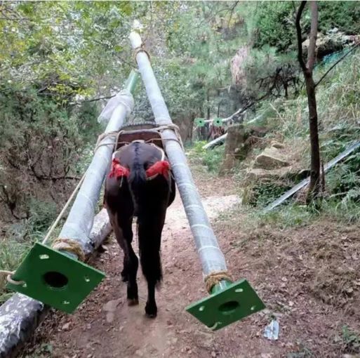 河源骡马运输队