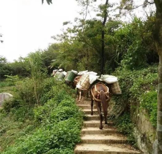 河源山区马帮运输