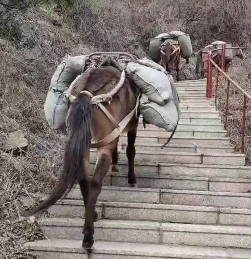 河源骡马运输